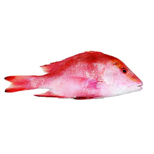 RED SPOT EMPEROR FILLETS 200/3005KG
